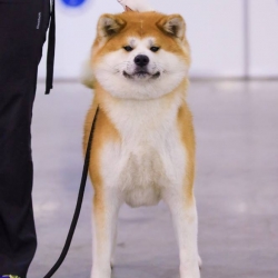 кари