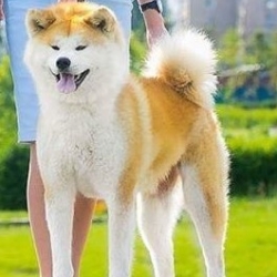 Эмико Саюри