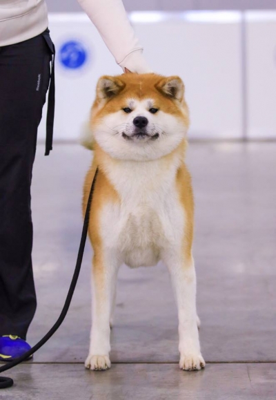 кари